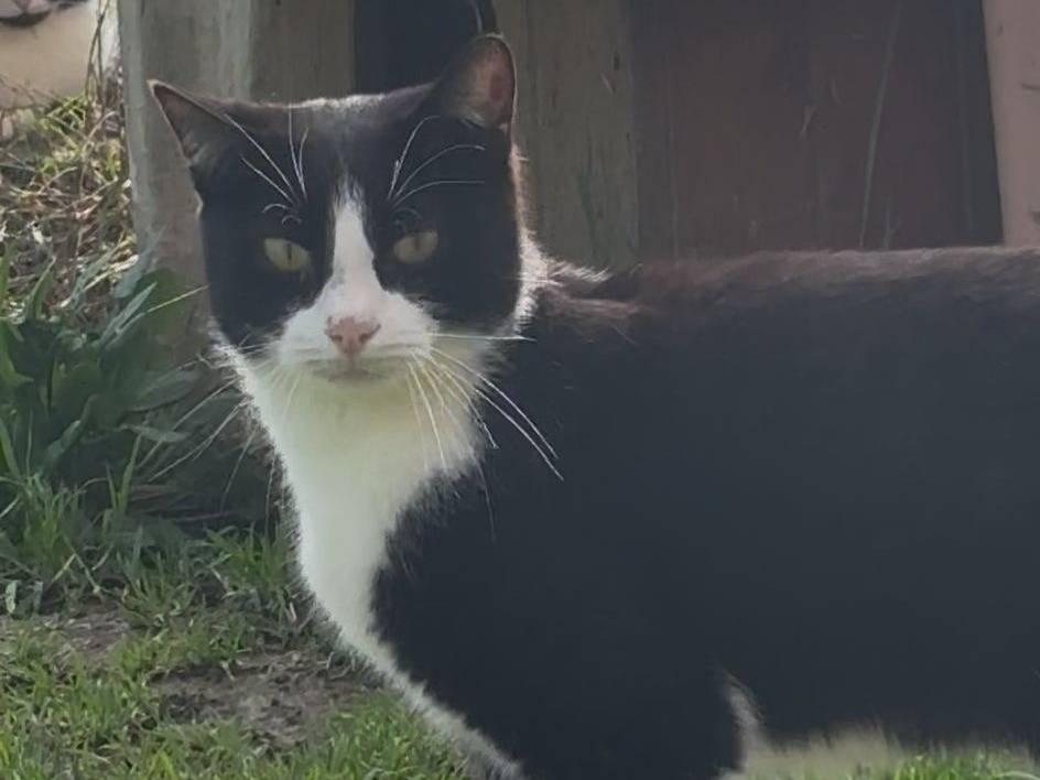 Adozione gatto, maschio, Razza sconosciuta Razza sconosciuta, 3 anni e 8 mesi, taglia non valida, Roma