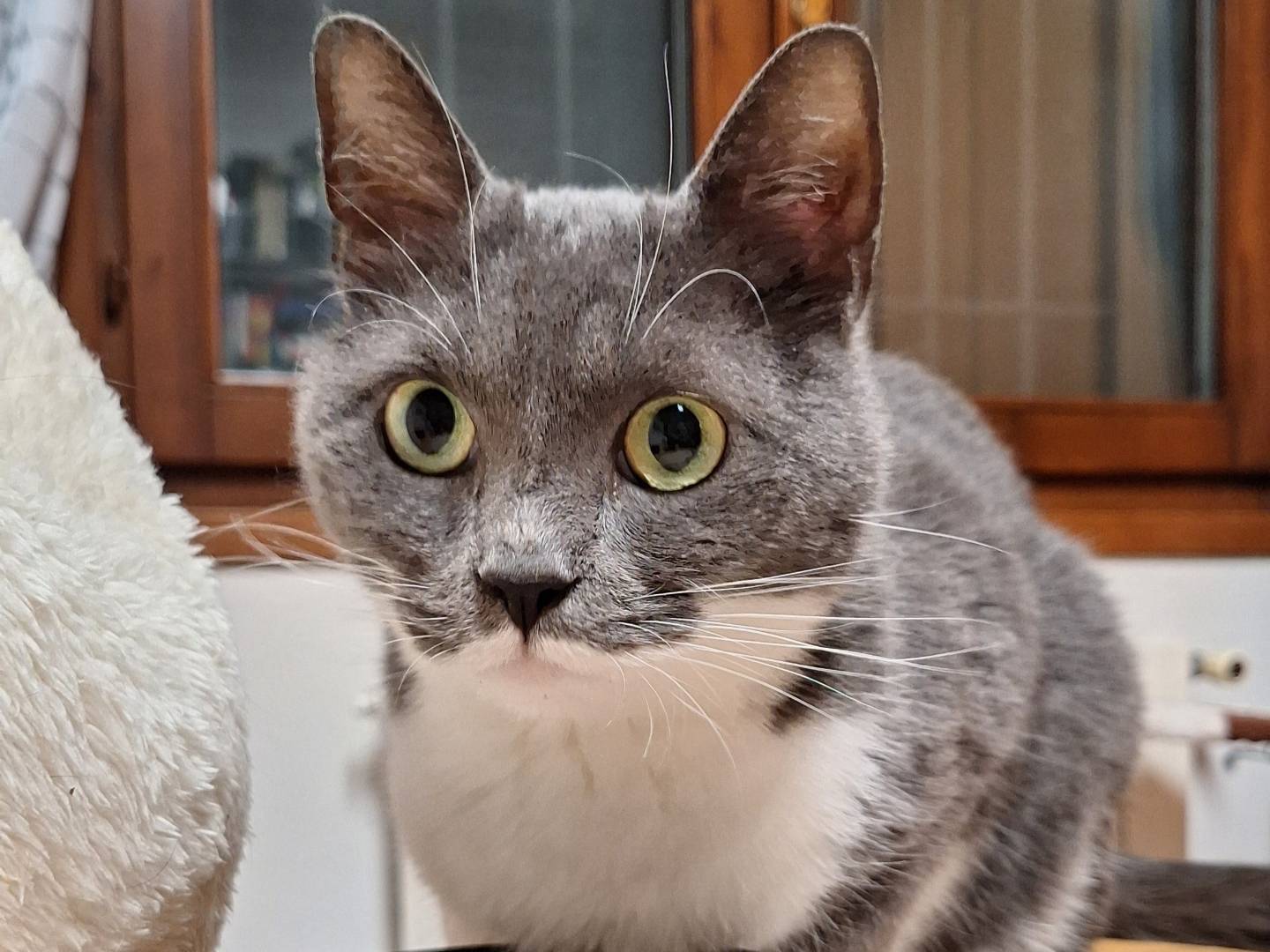 Adozione gatto, femmina, Razza sconosciuta Razza sconosciuta, 7 anni e 8 mesi, taglia non valida, Bologna