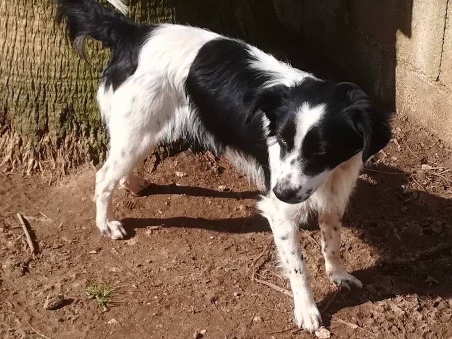 Adotta un cane, taglia piccola, maschio, Varese