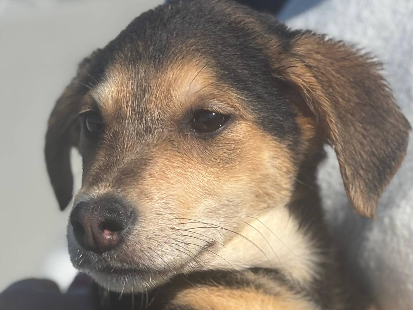 Adozione cane, femmina, Razza sconosciuta Razza sconosciuta, 3 mesi, taglia media, Trapani