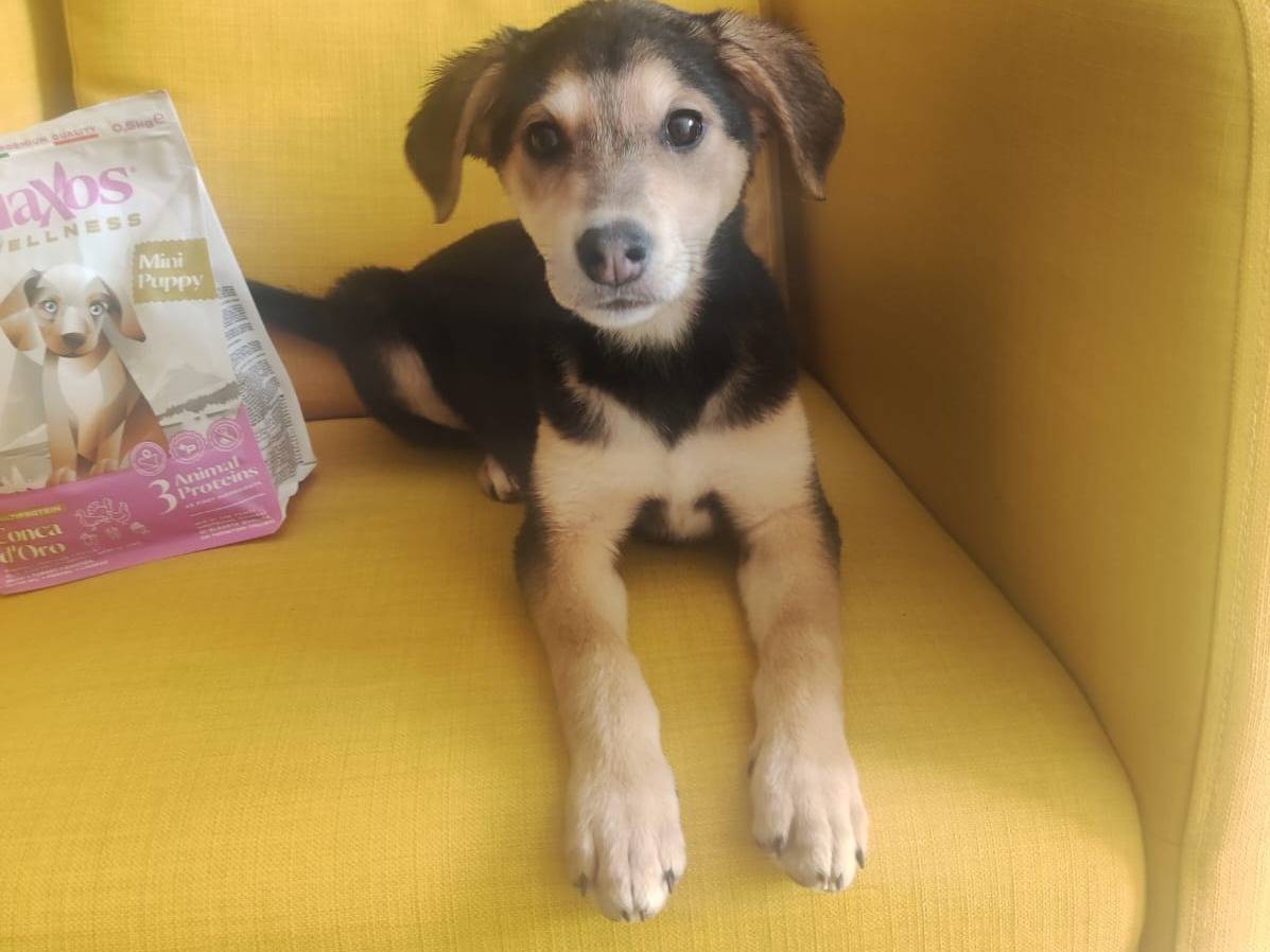 Adotta un cane, femmina, 3 mesi, Trapani