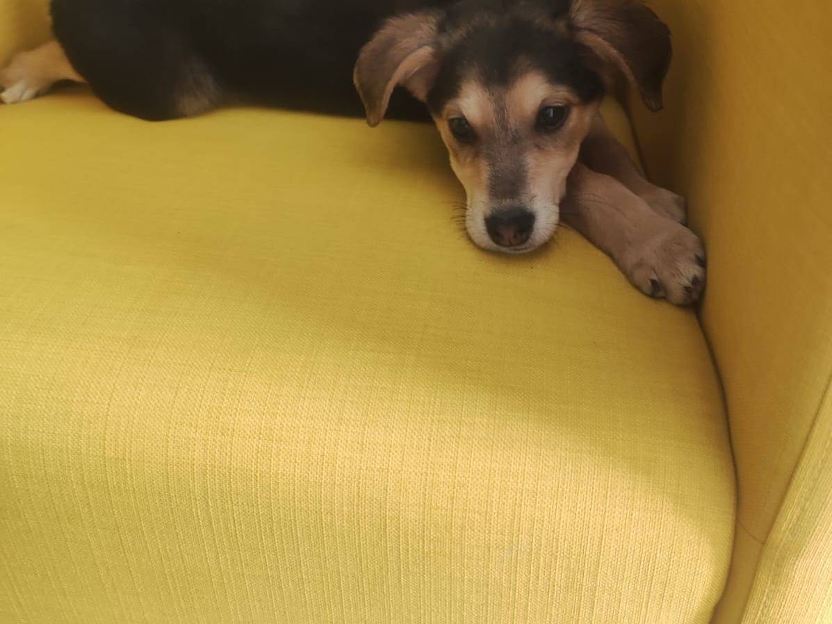 Adotta un cane, taglia media, femmina, Trapani