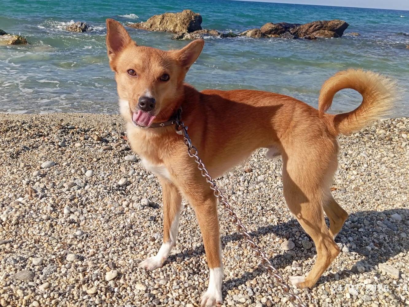 Adozione cane, maschio, Razza sconosciuta Razza sconosciuta, 1 anno, taglia piccola, Varese