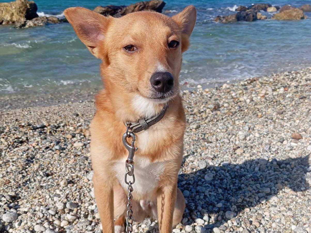 Adotta un cane, maschio, 1 anno, Varese