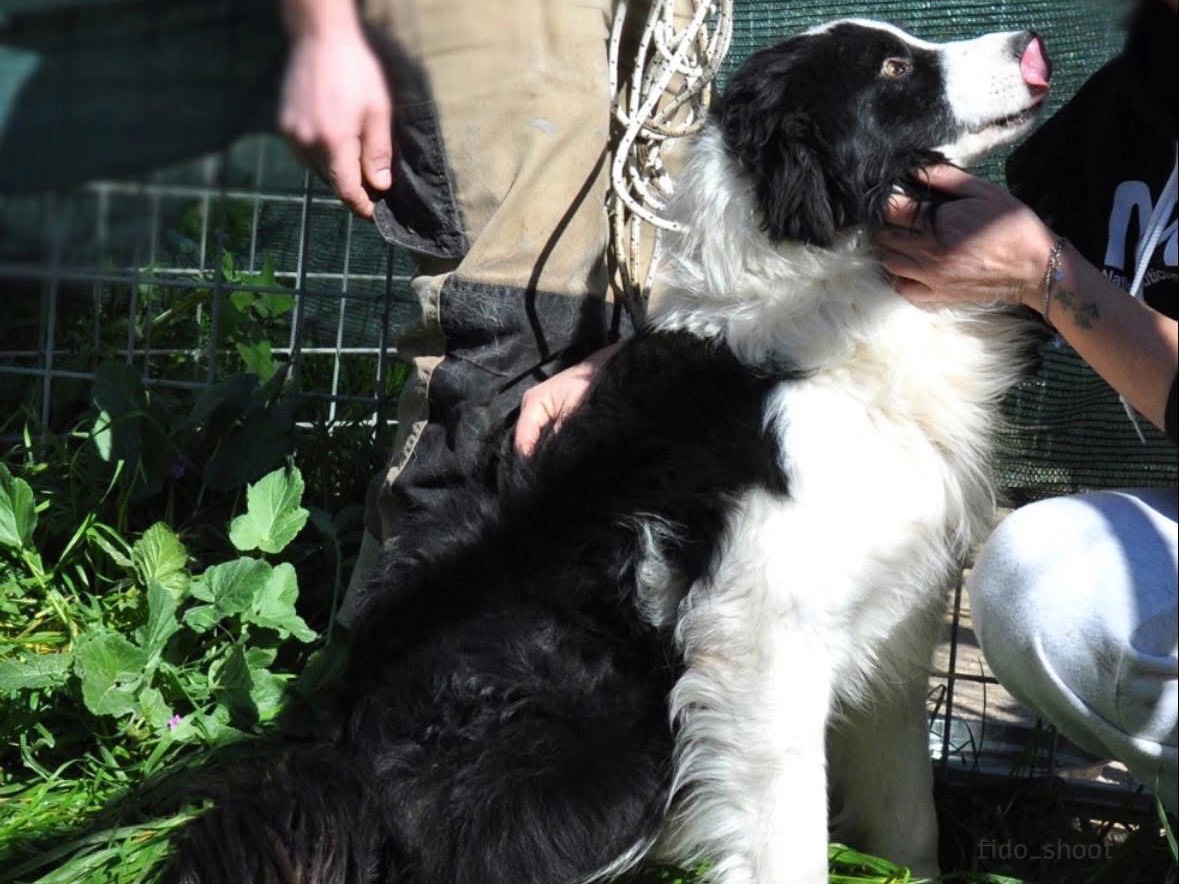 Adotta un cane, maschio, 4 anni, Pescara