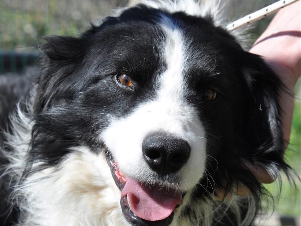 Adotta un cane, taglia media, maschio, Pescara