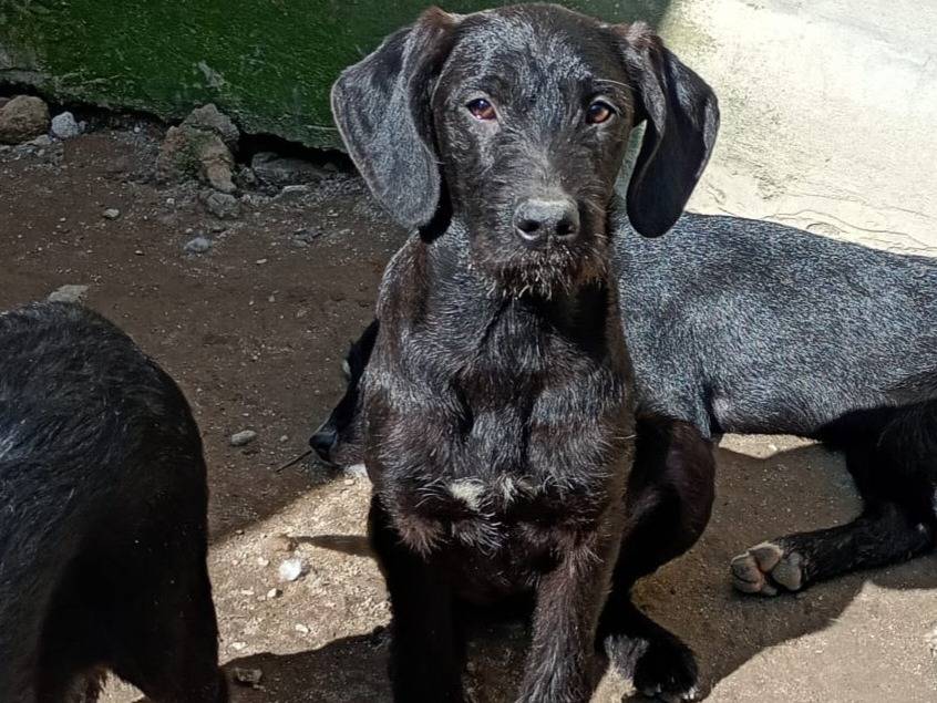 Adozione cane, femmina, Razza sconosciuta Razza sconosciuta, 6 mesi, taglia media contenuta, Milano