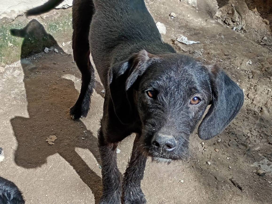 Adotta un cane, femmina, 6 mesi, Milano