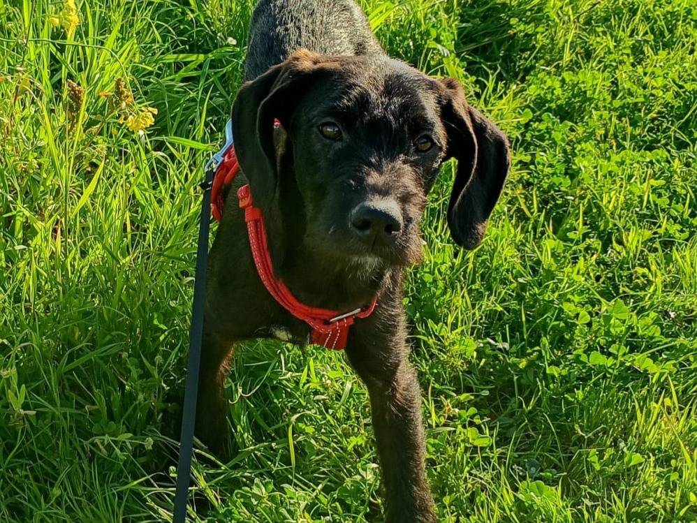 Adotta un cane, taglia media contenuta, femmina, Milano