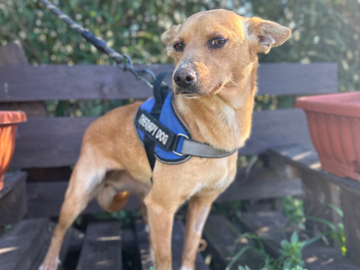 Adotta un cane, femmina, 11 mesi, Foggia