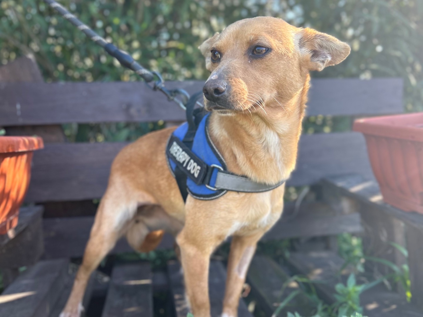 Adotta un cane, taglia media contenuta, femmina, Foggia