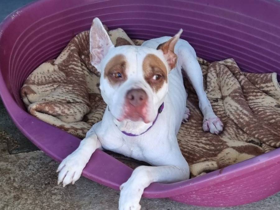 Adozione cane, femmina, Pitbull Razza sconosciuta, 8 anni e 7 mesi, taglia media, Pavia