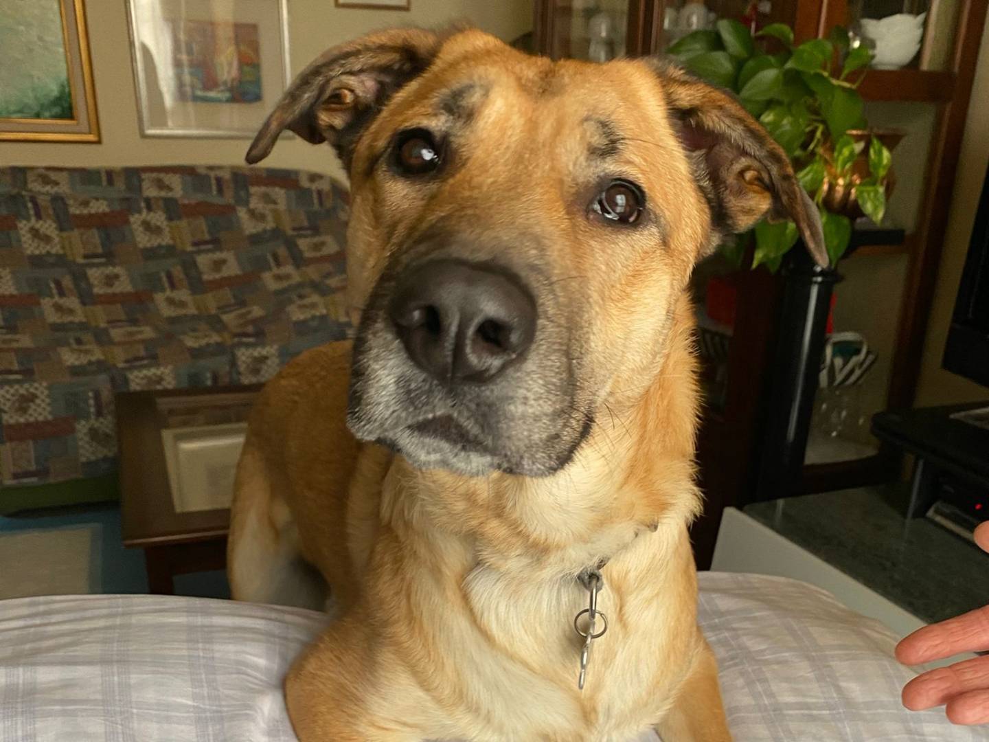 Adozione cane, femmina, Razza sconosciuta Razza sconosciuta, 1 anno e 6 mesi, taglia media, Bergamo