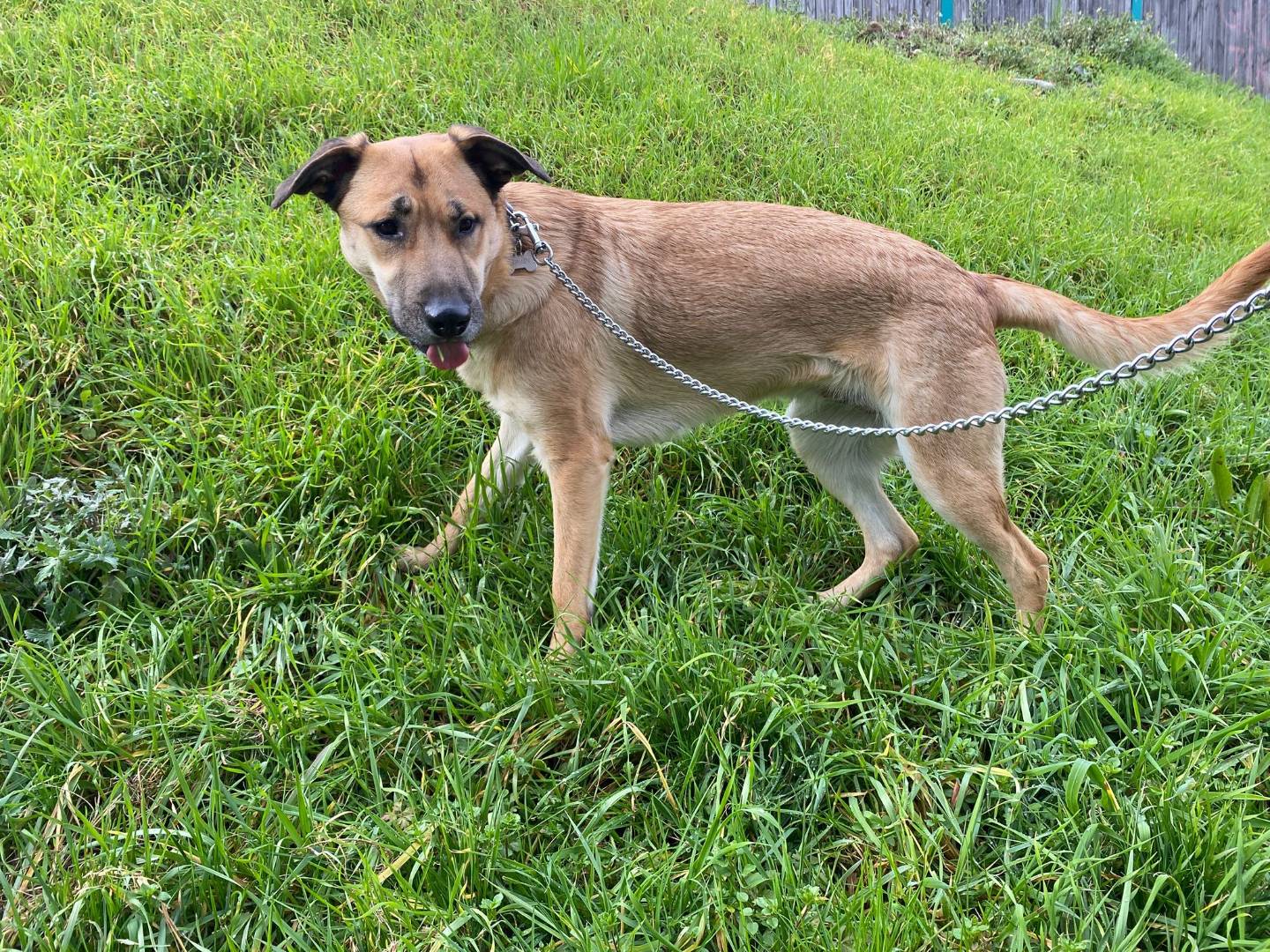 Adotta un cane, femmina, 1 anno e 6 mesi, Bergamo