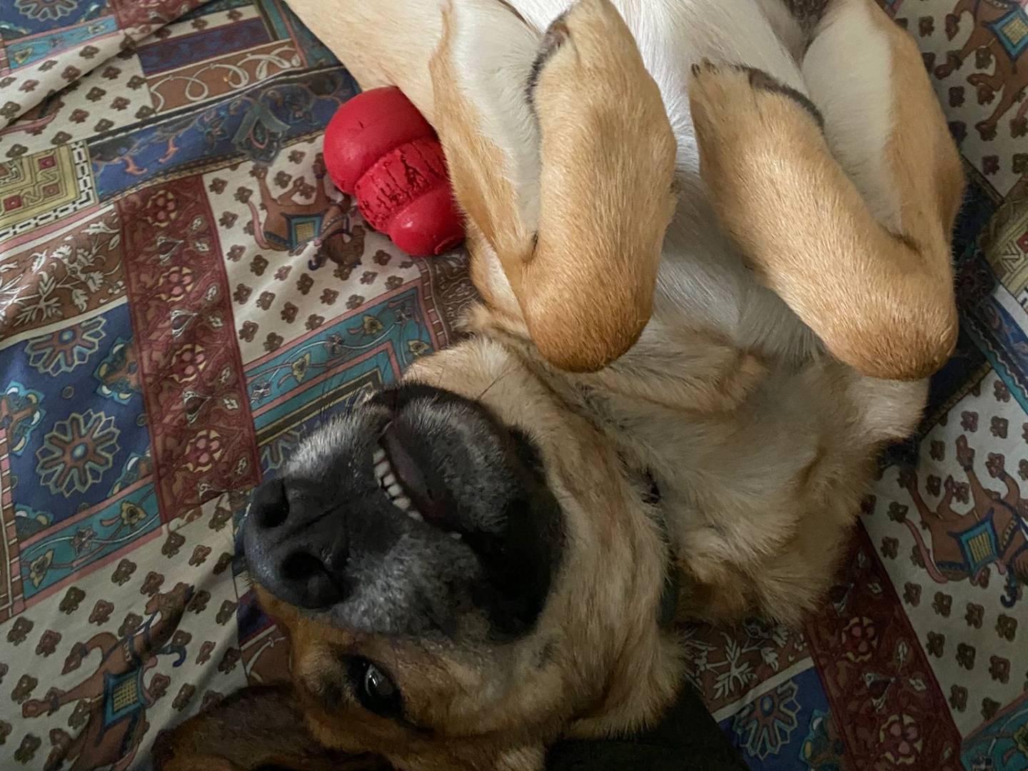 Adotta un cane, taglia media, femmina, Bergamo