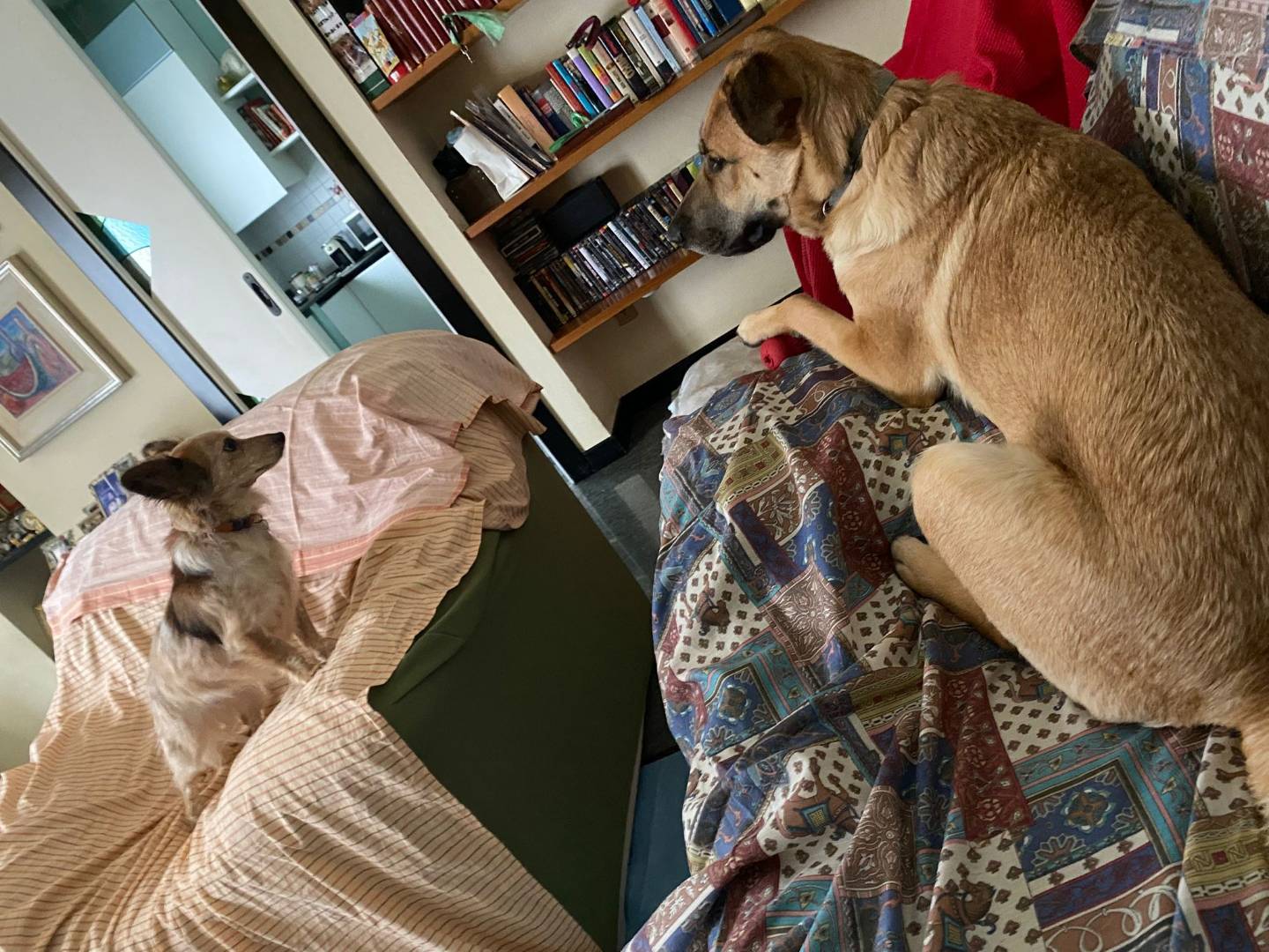 Vuoi adottare un cane a Bergamo?