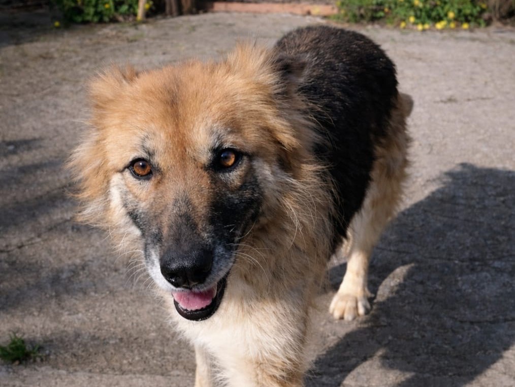 Adotta un cane, femmina, 5 anni, Siracusa