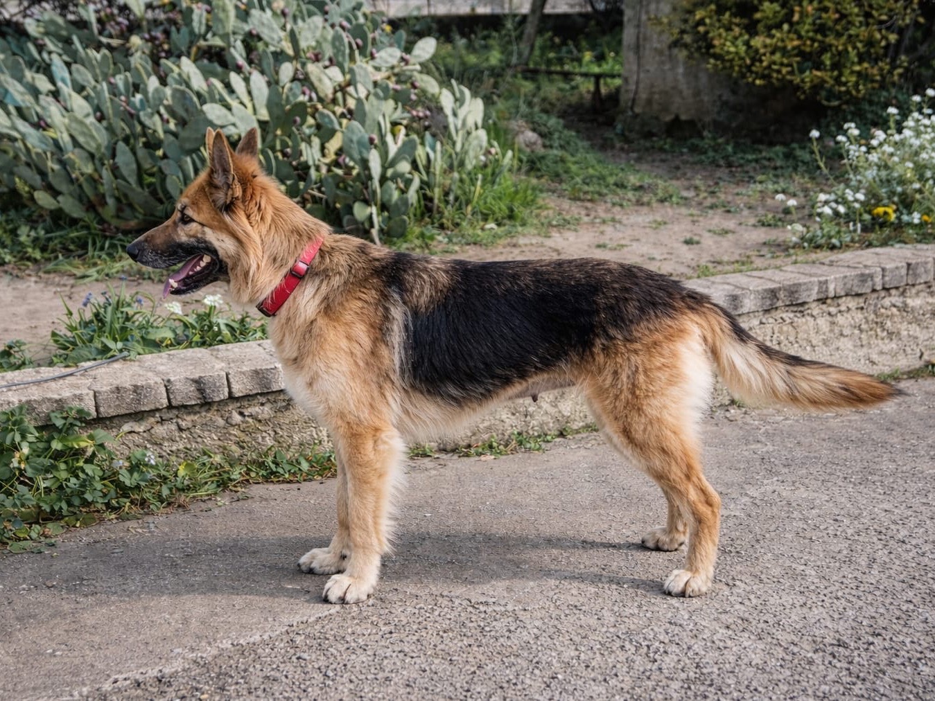 Adotta un cane, taglia media, femmina, Siracusa