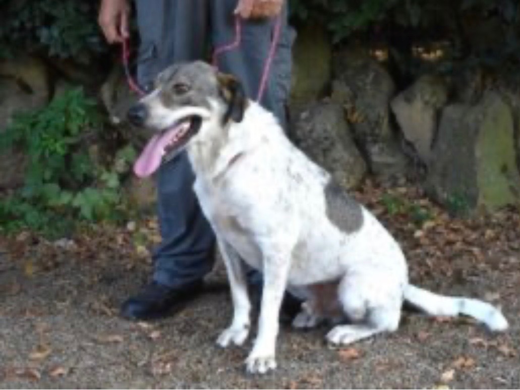 Adotta un cane, taglia media, maschio, Roma