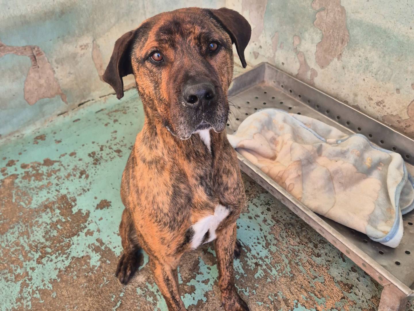 Adozione cane, maschio, Corso Corso, 4 anni e 6 mesi, taglia grande, Barletta