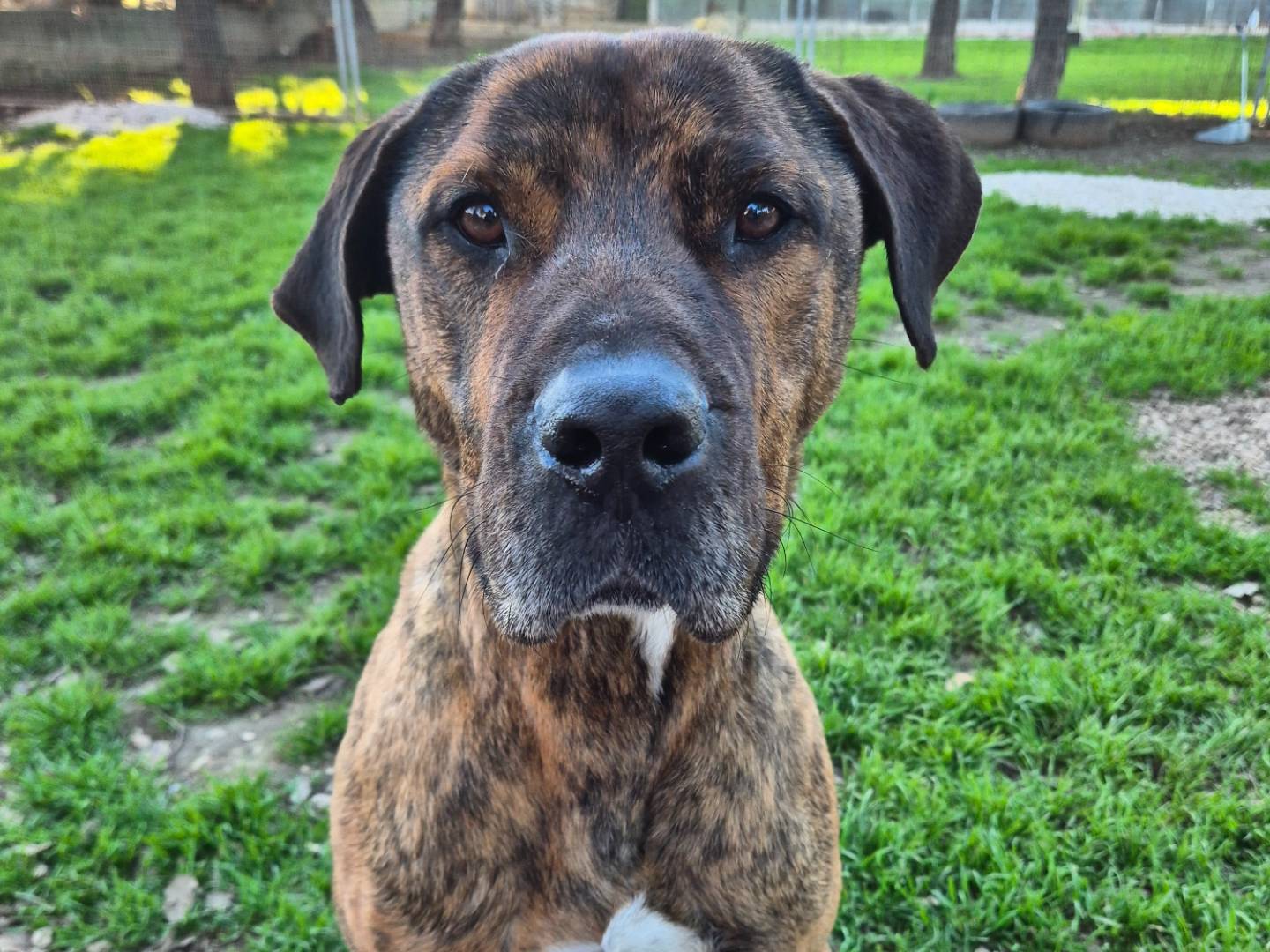 Adotta un cane, maschio, 4 anni e 6 mesi, Barletta