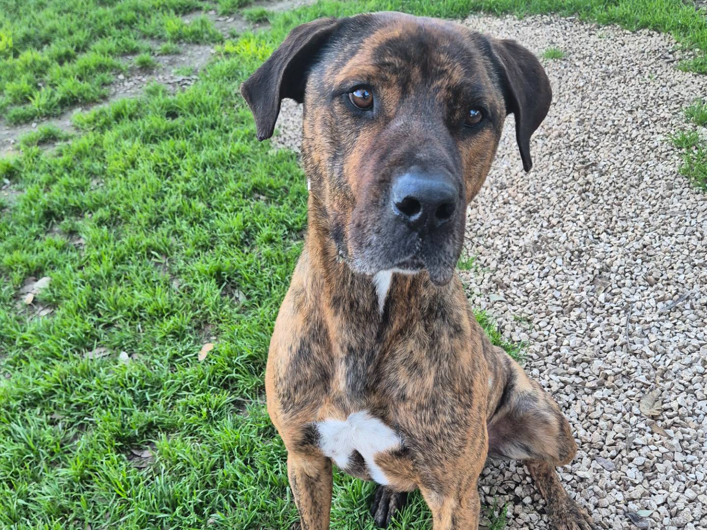 Adotta un cane, taglia grande, maschio, Barletta