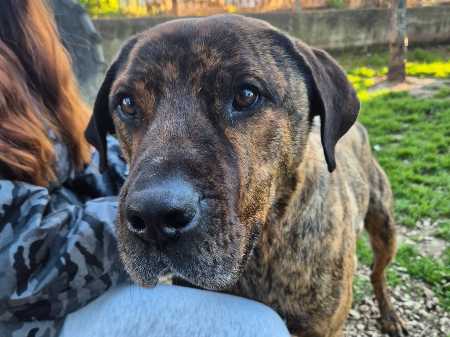 Adotta il cane Zuma a Barletta