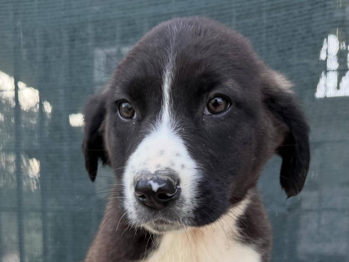 Adotta un cane, taglia media, femmina, Matera