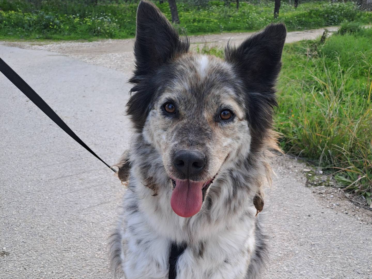 Vuoi adottare un cane a Barletta?