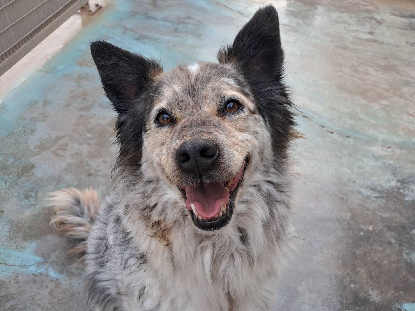 Adotta il cane Pepito a Barletta