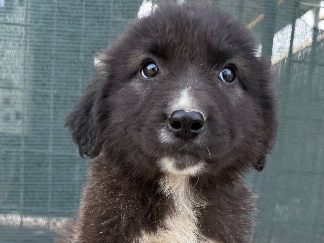 Adozione cane, femmina, Razza sconosciuta Razza sconosciuta, 3 mesi, taglia media, Matera