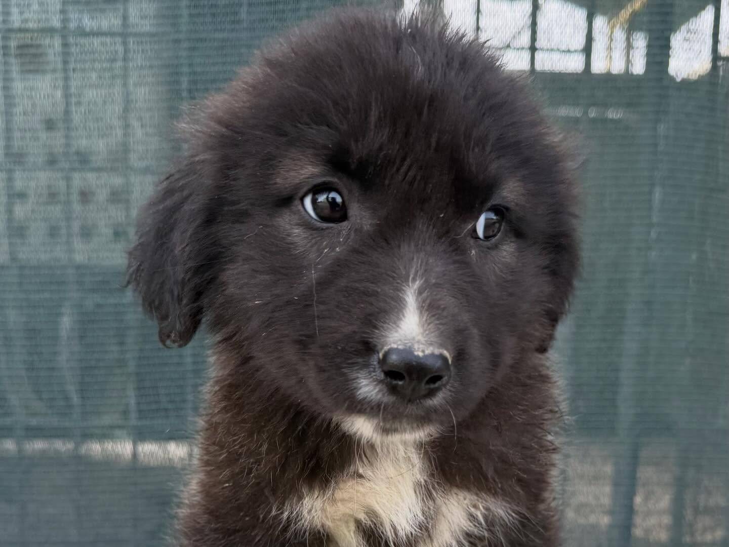 Adotta un cane, taglia media, femmina, Matera