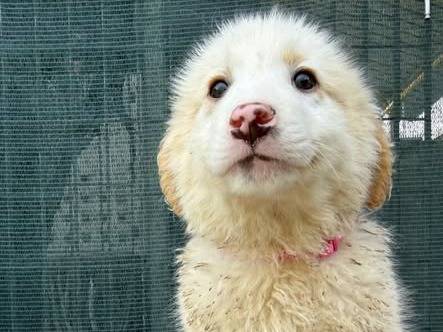 Adozione cane, femmina, Razza sconosciuta Razza sconosciuta, 3 mesi, taglia media, Matera