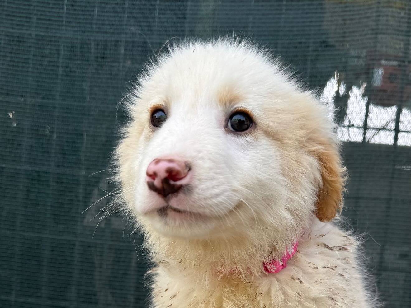 Adotta un cane, femmina, 3 mesi, Matera