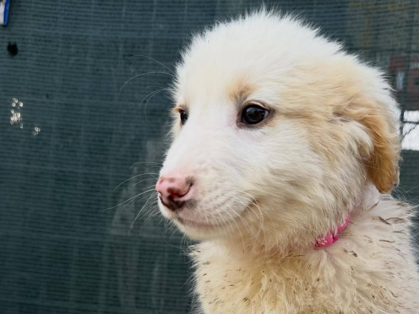 Adotta un cane, taglia media, femmina, Matera