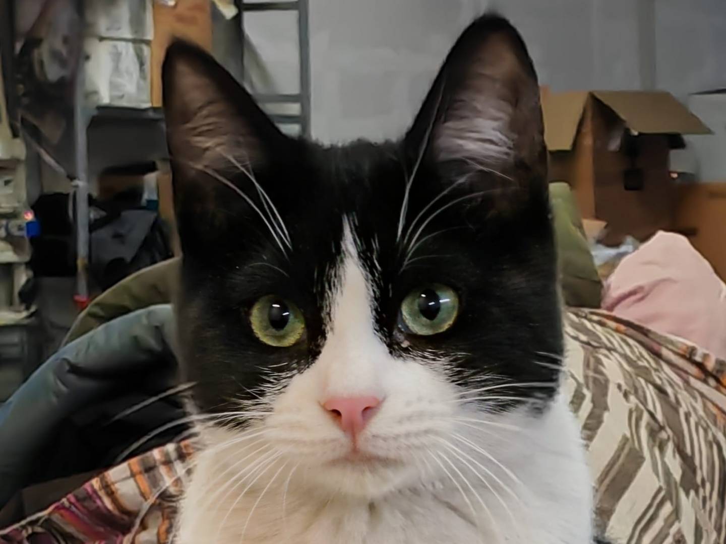 Adozione gatto, maschio, Razza sconosciuta Razza sconosciuta, 3 anni e 11 mesi, taglia non valida, Barletta