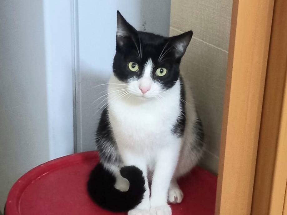 Adotta un gatto, maschio, 3 anni e 11 mesi, Barletta