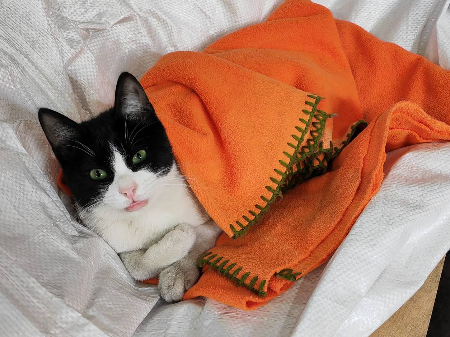 Adotta un gatto, taglia non valida, maschio, Barletta