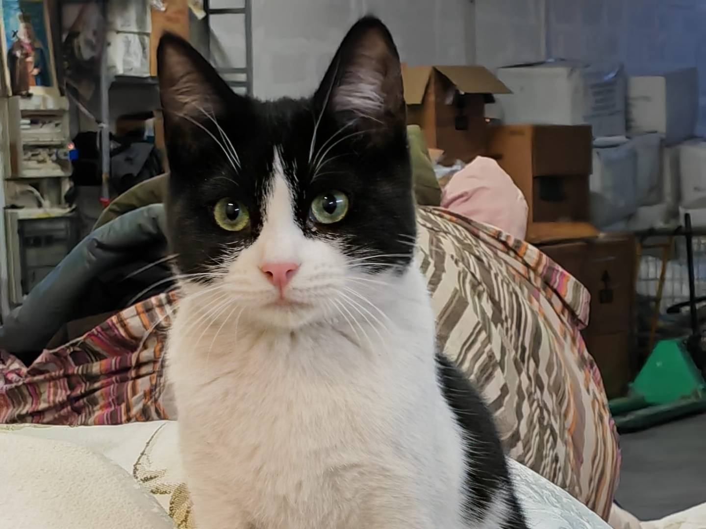 Vuoi adottare un gatto a Barletta?