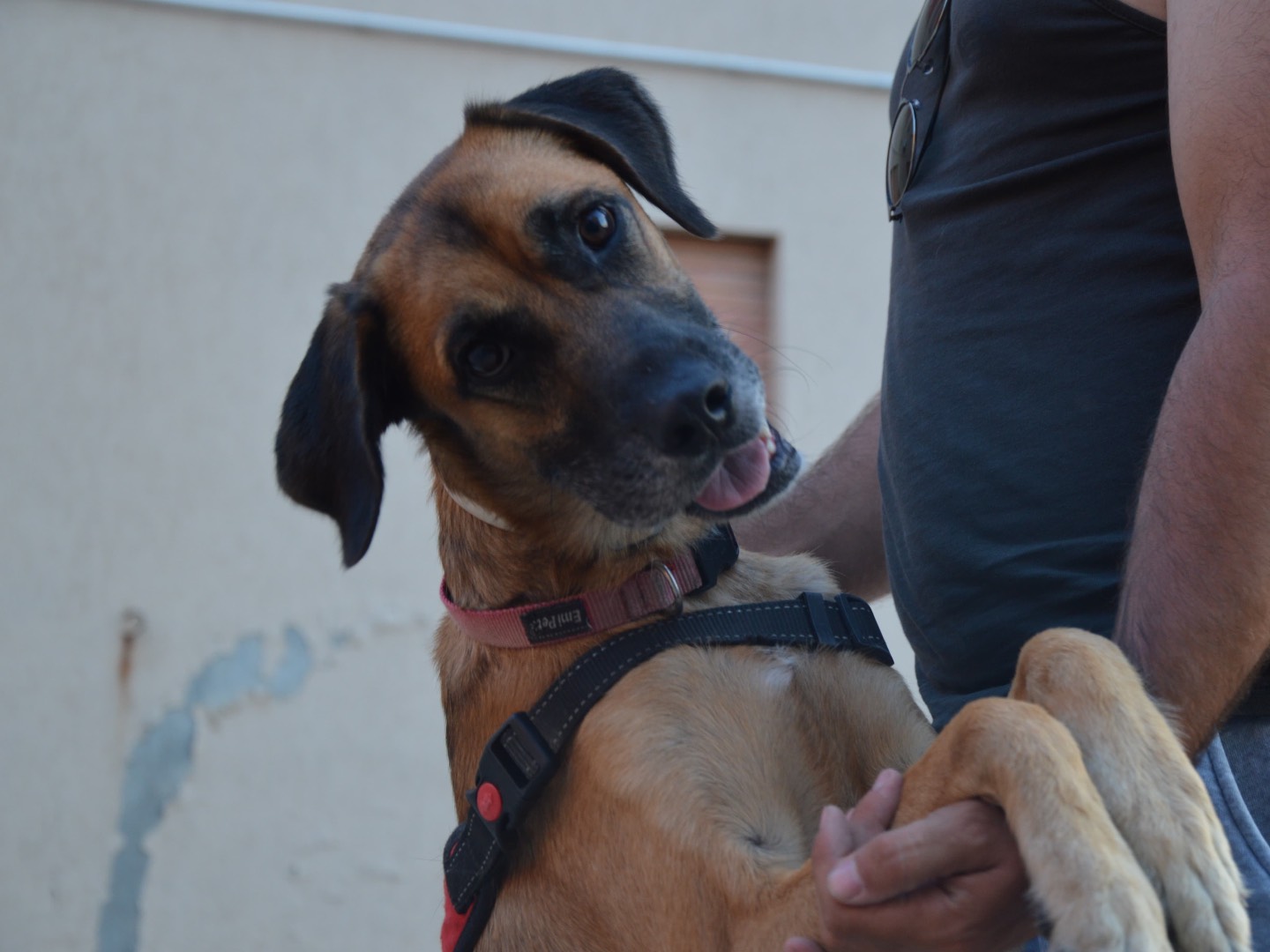 Adozione cane, maschio, Pastore tedesco Razza sconosciuta, 2 anni e 2 mesi, taglia media, Messina