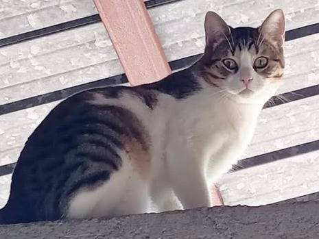 Adozione gatto, maschio, Razza sconosciuta Razza sconosciuta, 9 mesi, taglia non valida, Torino