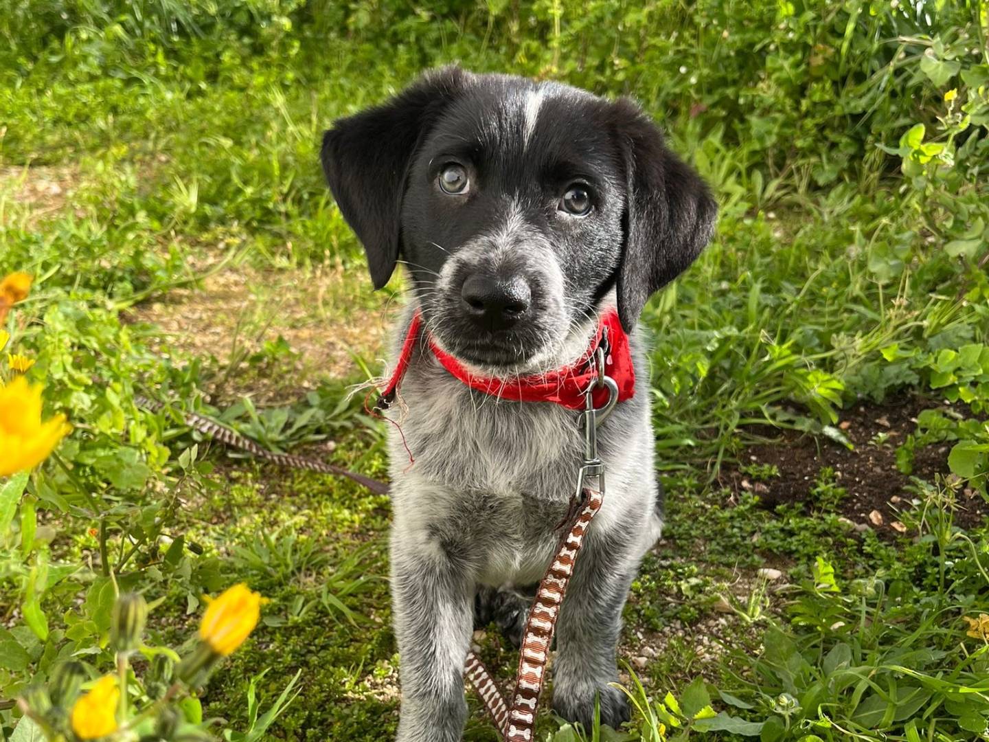 Adozione cane, maschio, Razza sconosciuta Razza sconosciuta, 2 mesi, taglia piccola, Trapani