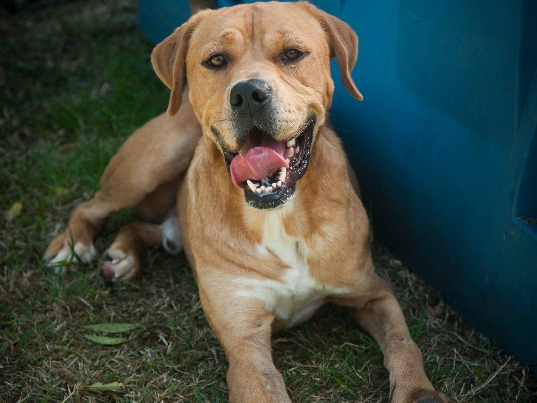 Adotta un cane, maschio, 3 anni e 7 mesi, Frosinone