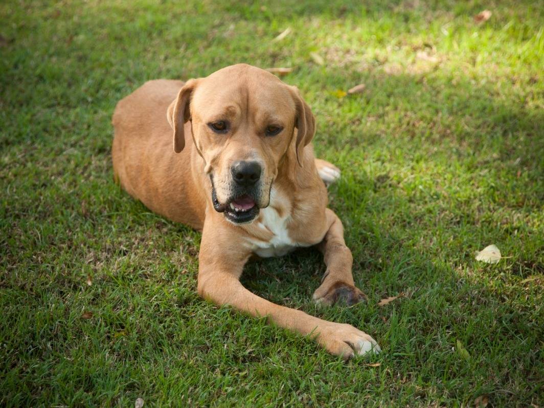 Adotta un cane, taglia media, maschio, Frosinone