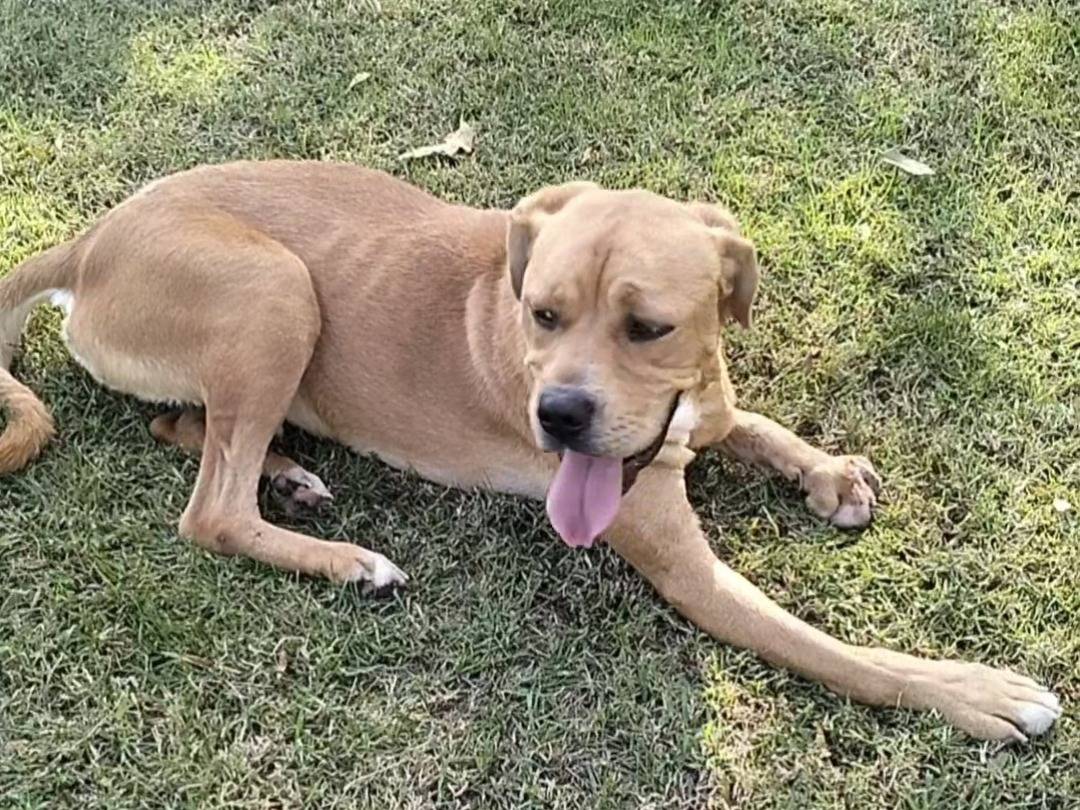 Vuoi adottare un cane a Frosinone?