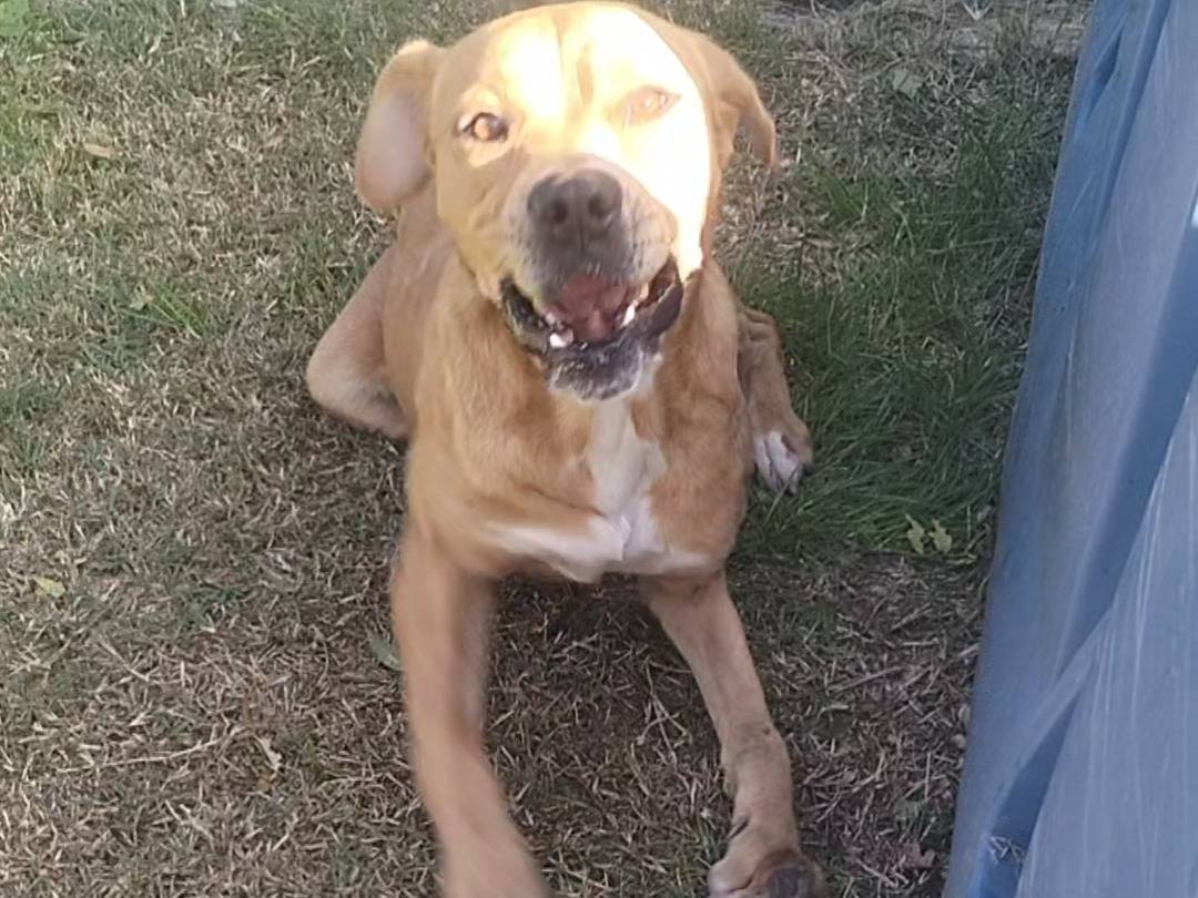 Adotta il cane LEONE a Frosinone