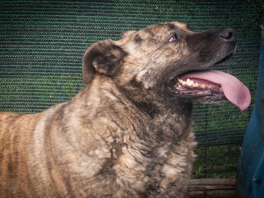 Vuoi adottare un cane a Frosinone?