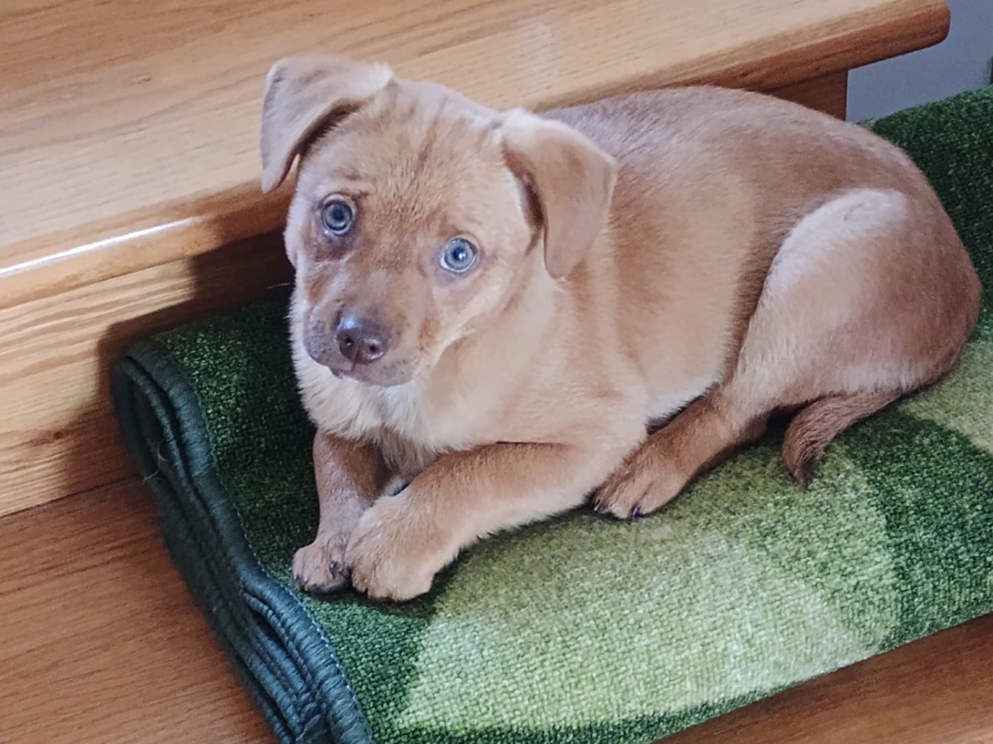 Adozione cane, maschio, Razza sconosciuta Razza sconosciuta, 2 mesi, taglia media, Latina