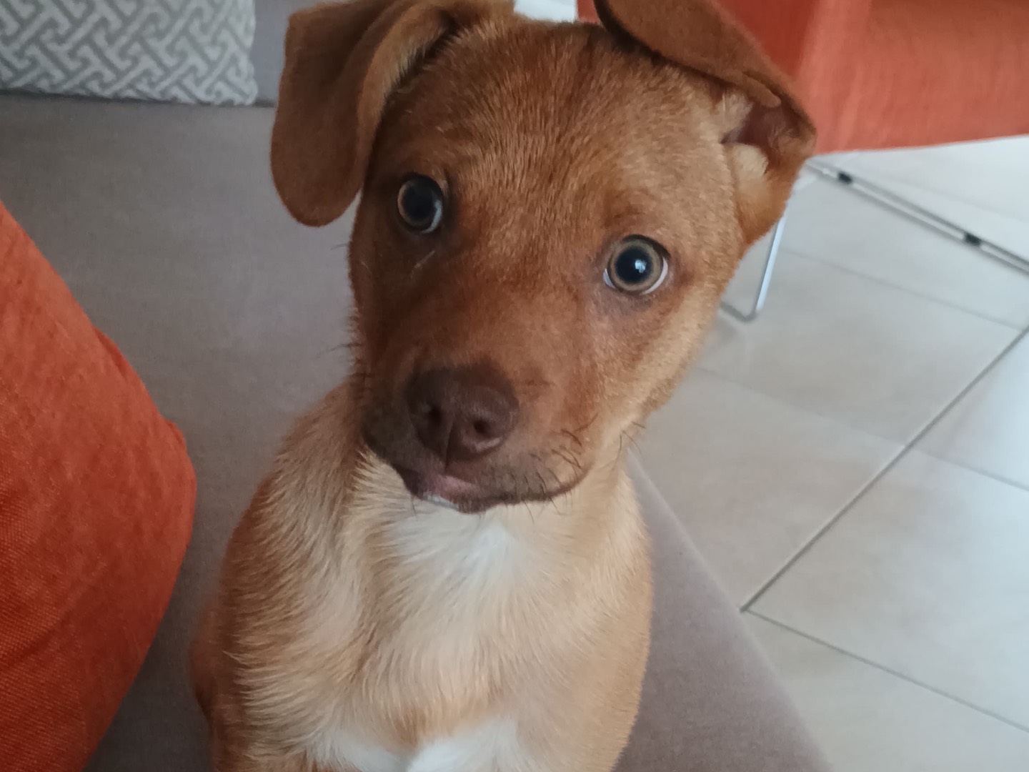 Adotta un cane, maschio, 2 mesi, Latina