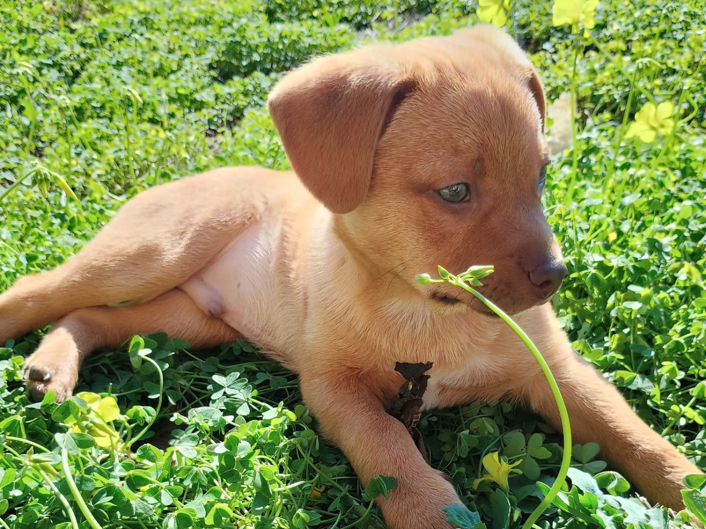 Adotta un cane, taglia media, maschio, Latina